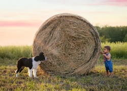 Border collie i chłopczyk przy beli siana