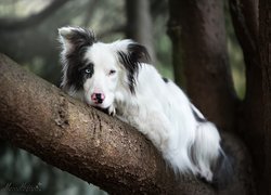 Pies, Leżący, Border collie, Drzewo, Konar