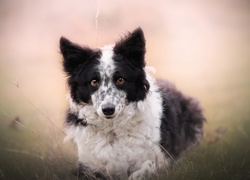 Pies, Border collie, Łąka, Rozmyte, Tło