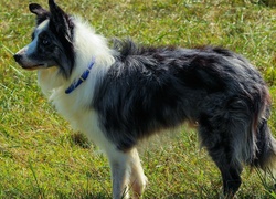 Border collie na trawie