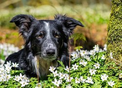 Pies, Border collie, Kwiaty, Zawilce gajowe