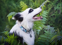 Border collie w zaroślach