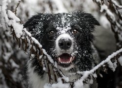 Pies, Border collie, Mordka, Gałązki, Śnieg