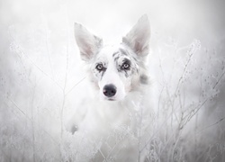 Border collie, Szadź, Rośliny, Trawy