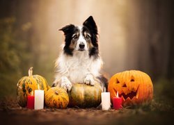 Pies, Border collie, Dynie, Świeczki, Ogień, Halloween, Rozmycie