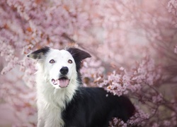 Border collie wśród gałązek kwitnącego drzewa owocowego