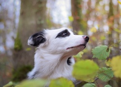 Border collie wystawił głowę zza liści