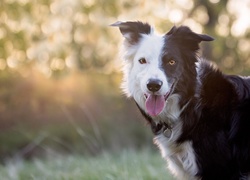 Border collie z otwartym pyszczkiem