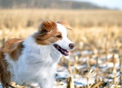 Pies, Biało-brązowy, Border collie