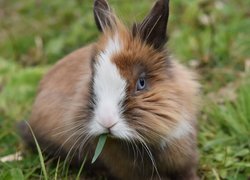 Brązowo-biały królik