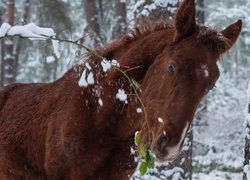 Brązowy koń jedzący ośnieżone listki