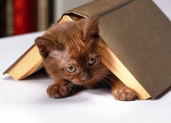 Brązowy kotek pod książką