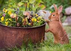 Brązowy królik skubiący kwiatka