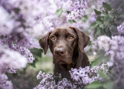 Brązowy pies posród kwitnącego bzu