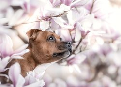 Brązowy pies wśród kwiatów magnolii