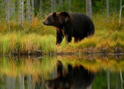 Brunatny niedźwiedź nad leśną rzeką