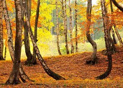 Las, Drzewa, Brzozy, Liście, Jesień