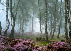 Drzewa, Las, Brzozy, Mgła, Wrzosy, Wrzosowisko, Park Narodowy Peak District, Hrabstwo Derbyshire, Anglia