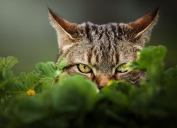 Bury kot spoglądający zza liści
