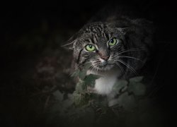 Bury kot z zielonymi oczami wśród liści