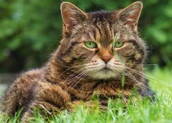 Bury zielonooki kot w trawie