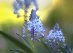 Niebieskie, Kwiaty, Cebulica dalmatyńska