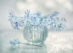 Cebulica Tubergena, Kwiaty, Wazonik