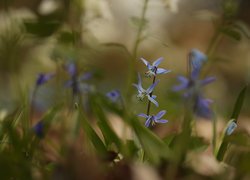 Cebulice syberyjskie, Kwiaty, Niebieskie