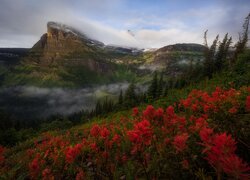 Stany Zjednoczone, Montana, Park Narodowy Glacier, Mount Oberlin, Góry, Kwiaty, Drzewa, Wzgórze, Chmury, Niebo