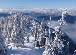 Chmury nad lasem pokrytym śniegiem