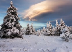 Chmury nad ośnieżonymi drzewami