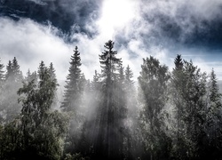 Chmury nad zamglonym lasem