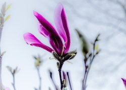 Ciemnoróżowy kwiat magnolii