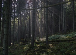 Ciemny, Las, Drzewa, Przebijające światło