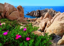 Włochy, Sardynia, Costa Paradiso, Skały, Kwiaty, Morze