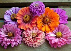 Kwiaty, Cynie, Kolorowe, Deski