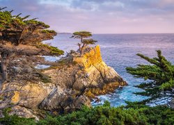 Skały, Drzewa, Cyprys wielkoszyszkowy, Atrakcja Lone Cypress, Pebble Beach, Morze, Zatoka, Carmel Bay, Kalifornia, Stany Zjednoczone