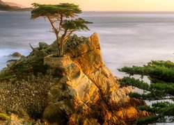 Cyprys wielkoszyszkowy, Atrakcja, Lone Cypress, Skała, Morze, Pebble Beach, Zatoka Carmel Bay, Morze, Kalifornia, Stany Zjednoczone
