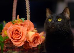 Czarny kot obok wiklinowego kosza z bukietem róż