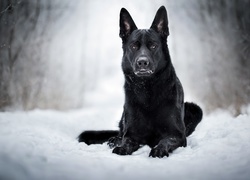 Czarny owczarek niemiecki leżący na śniegu
