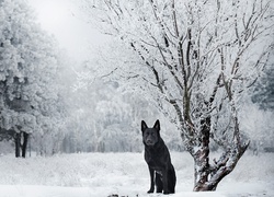 Czarny owczarek niemiecki pod drzewem zimą