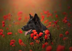 Pies, Czarny owczarek niemiecki, Kwiaty, Maki