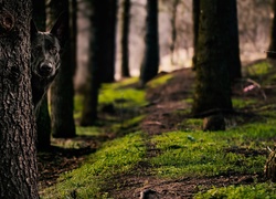Czarny owczarek niemiecki spogląda zza drzewa w lesie