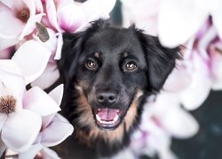 Czarny pies w kwiatach magnolii