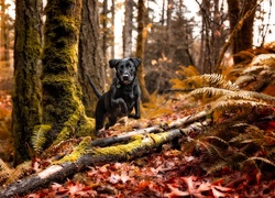 Czarny pies w obroży na spacerze po jesiennym lesie