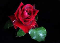 Czerwona róża w kroplach wody
