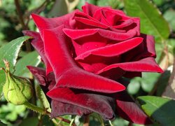 Czerwona róża z pąkiem wśród liści