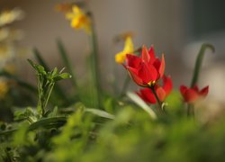 Czerwone dzikie tulipany