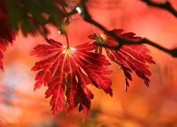 Czerwone i rozświetlone liście klonu