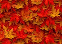 Czerwone i żółte liście klonu